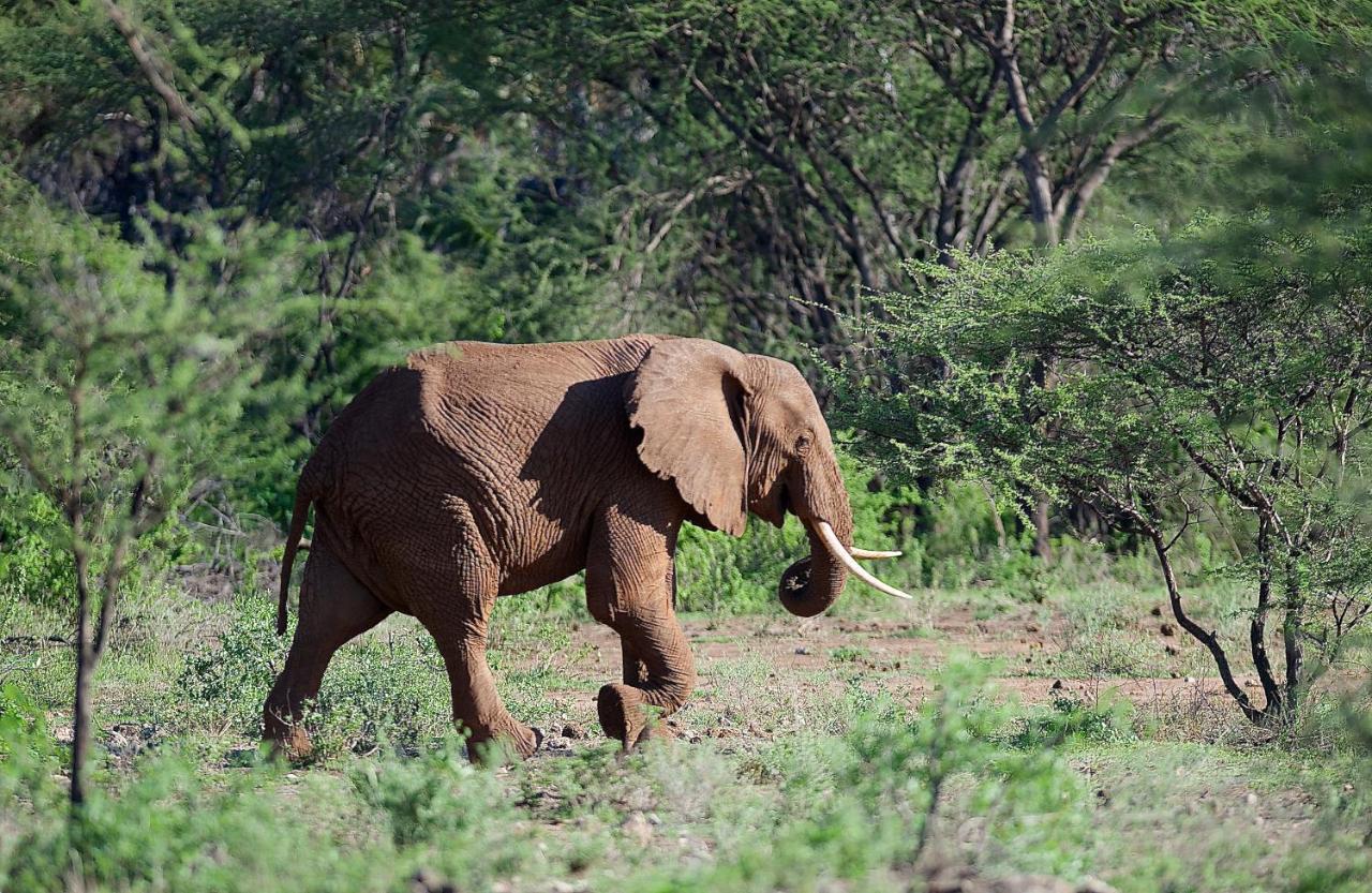 Tsavo West National Park Severin Safari Camp المظهر الخارجي الصورة